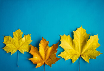 Yellow maple leaves on blue background, top view, close up. Image for design, autumn concept. Copy space.
