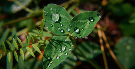 Close-up image of raindrops on three leaves clovers. Macro image green trefoil with drops of dew on petals. Saint patrick's holiday concept.