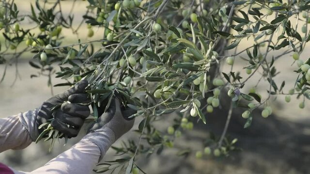 Worker's hand picking olives from an olive tree branch. A person collecting olives from a branch. Agricultural laborer, agricultural worker.