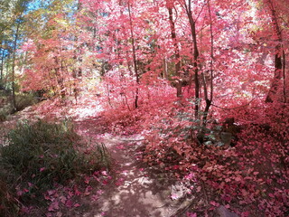 Autumn Forest Scene - Mount Lemmon, Tucson, Arizona