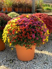 Fall Mum