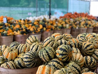 Fall Gourds