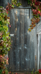 Old wooden door with red Parthenocissus tricuspidata (Virginia creeper) in autumn's morning. Selective focus. Shallow depth of field. 