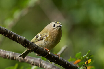Obraz premium Goldcrest (Regulus regulus)