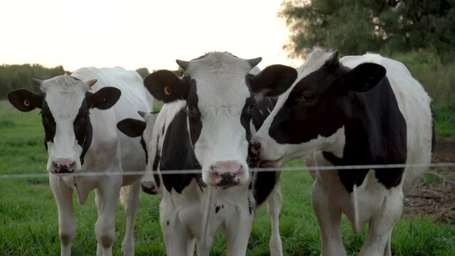 Friendly calves looking at the camera on a farm at sunset, close up