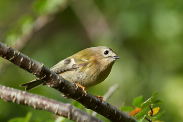 Fototapeta premium Goldcrest (Regulus regulus)