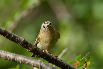 Goldcrest (Regulus regulus)