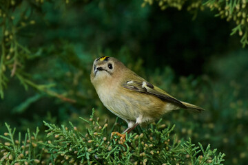 Goldcrest (Regulus regulus)