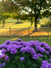 Asters 