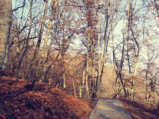 Obraz premium Autumn mist in forest. path through the misty forest in autumn