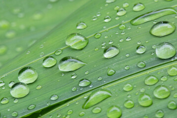 Water drops on green leaves background