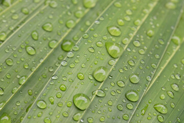 Water drops on green palm leaves background
