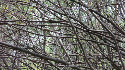 The bare branches of the trees before cold weather