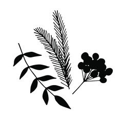 Spruce branch, leaves and berries. Elements for Christmas design. Black and white vector contour drawing