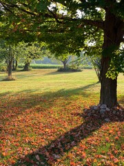 Fall Yard