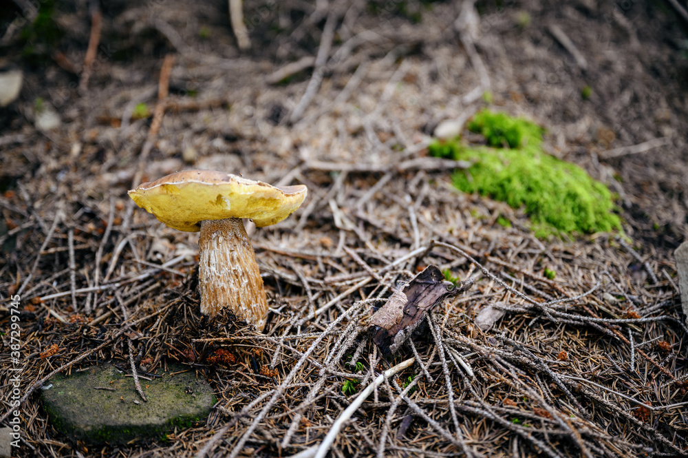 Poster Edible mushroom in nature in the forest.