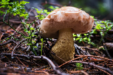 Edible mushroom in nature in the forest.