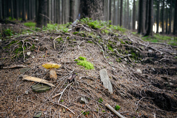 Edible mushroom in nature in the forest.