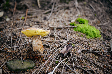 Edible mushroom in nature in the forest.