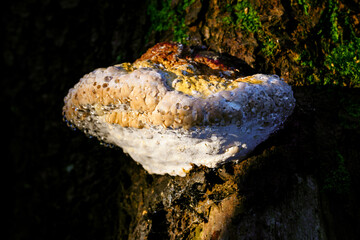 Chorosh mushroom growing on a tree trunk with water drops.