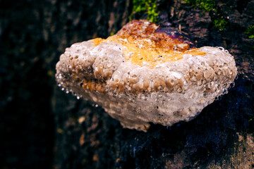 Chorosh mushroom growing on a tree trunk with water drops.
