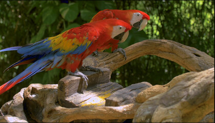 close up of a red and green parrot Or macaw bird in forest in daytime
