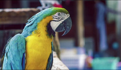 close up of a red and green parrot Or macaw bird in forest in daytime