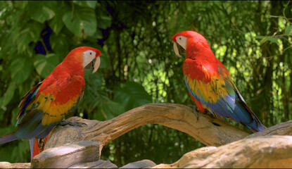 Fototapeta na wymiar close up of a red and green parrot Or macaw bird in forest in daytime