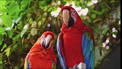 close up of a red and green parrot Or macaw bird in forest in daytime