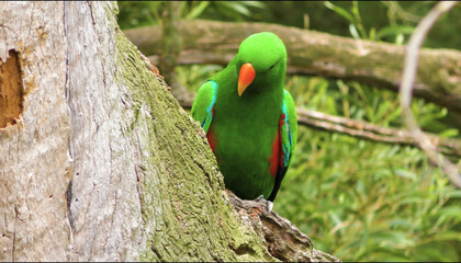 close up of a red and green parrot Or macaw bird in forest in daytime