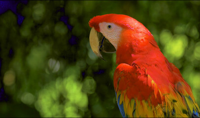 close up of a red and green parrot Or macaw bird in forest in daytime