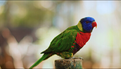 close up of a red and green parrot Or macaw bird in forest in daytime
