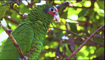 close up of a red and green parrot Or macaw bird in forest in daytime