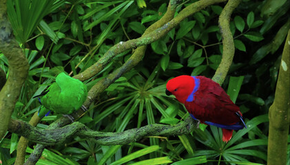 close up of a red and green parrot Or macaw bird in forest in daytime