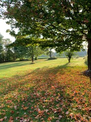 Fall yard