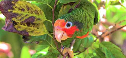 close up of a red and green parrot Or macaw bird in forest in daytime