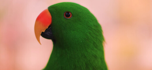 close up of a red and green parrot Or macaw bird in forest in daytime