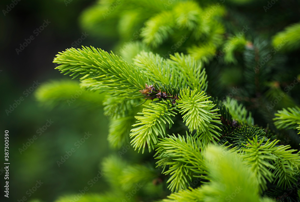 Sticker lush green leaves of spruce in nature.