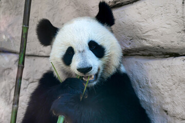 Obraz premium Close up of Giant panda eats some bamboo stick