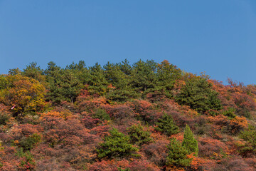 The leaves on the mountain turn yellow in autumn