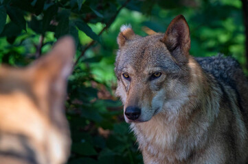 Close up of Canis lupus or gray wolf in captivity