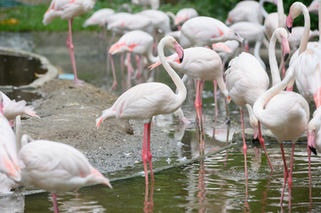 Flamingo in Thailand Zoo