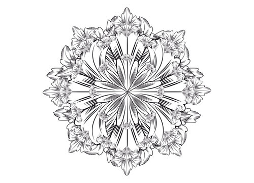 Zeichnung einer blühenden Barock Rose