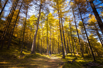 Man in the middle of a path in a forest of pine trees with autumn colors