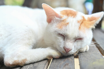 Thai cats sleep on the wooden floor