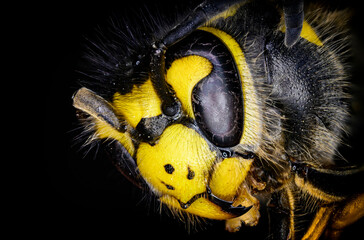 Vespula vulgaris - macro view portrait of a wasp head.