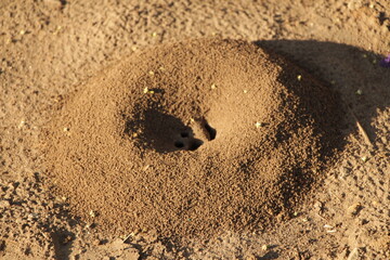 The door to the kingdom of ants