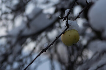 apple growing on a branch in the winter garden