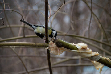 titmouse on a tree in winter on a branch