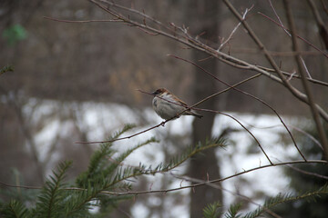 a sparrow sitting on a tree branch in winter